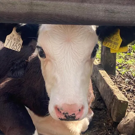 Luxury Country Escape Ennis