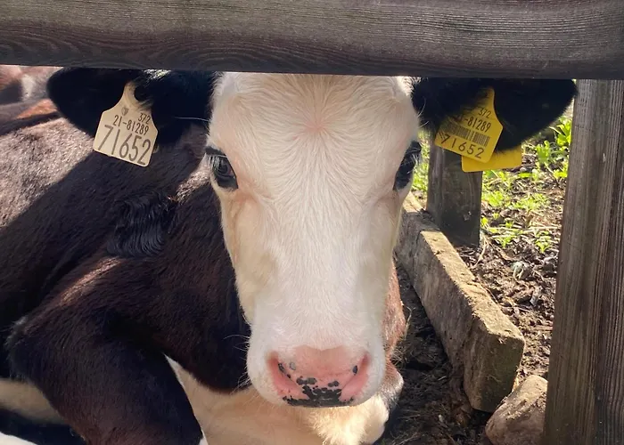 Luxury Country Escape Ennis